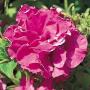 Seminte profesionale  Petunia grandiflora - flori duble - imagine 48758